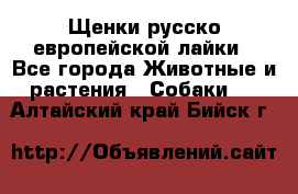 Щенки русско европейской лайки - Все города Животные и растения » Собаки   . Алтайский край,Бийск г.